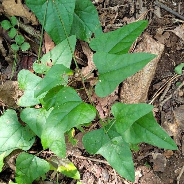 Cocculus carolinus Fuelha