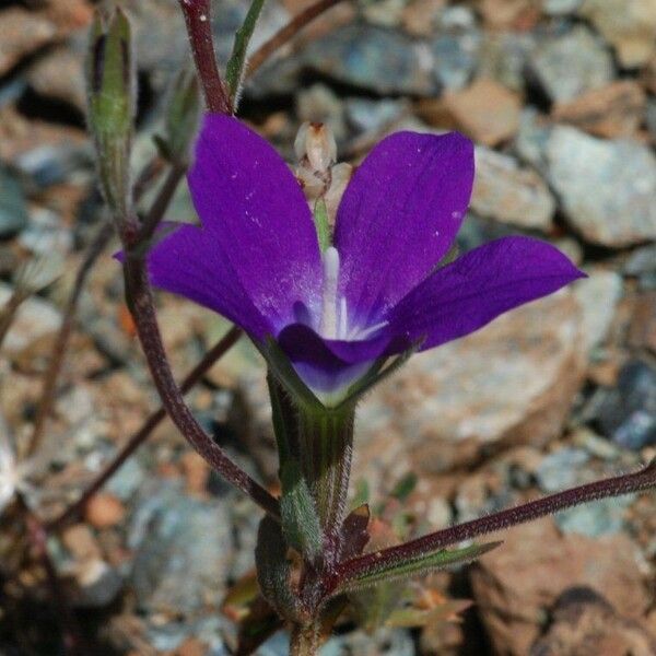 Githopsis pulchella Floare