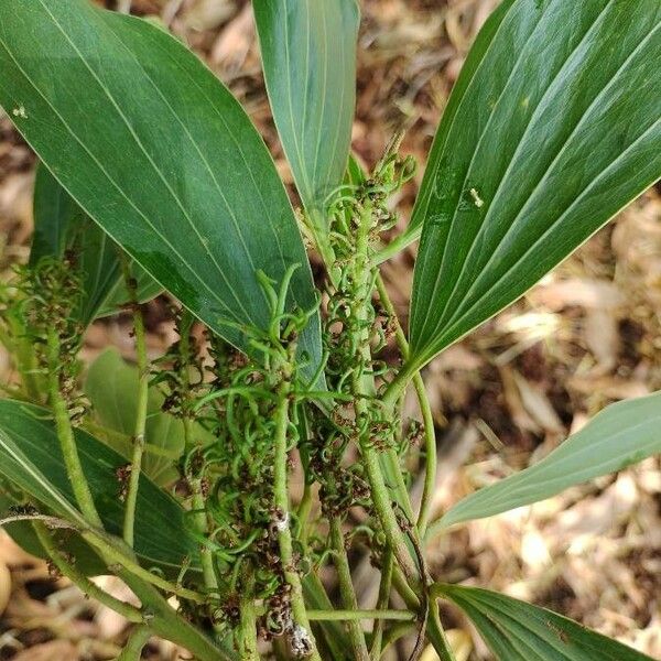 Acacia mangium Ліст