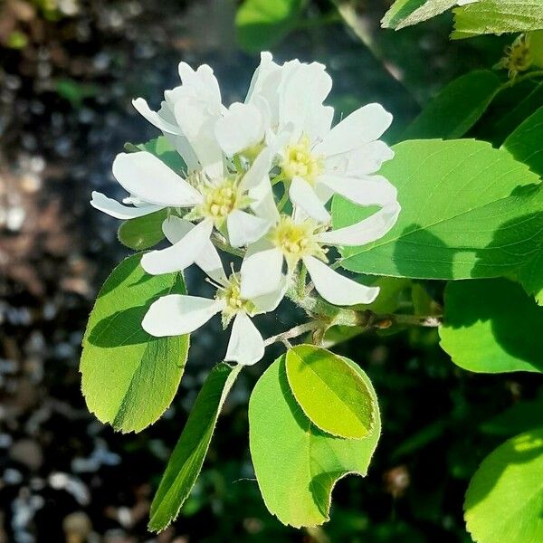 Amelanchier alnifolia ফুল