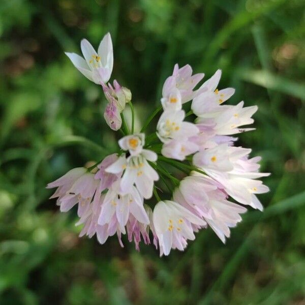 Allium roseum Cvet