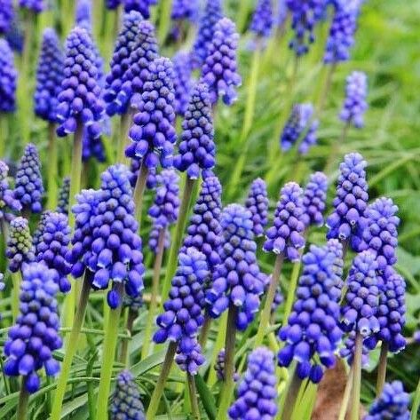 Muscari armeniacum Blomst