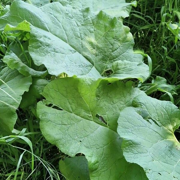 Arctium lappa Feuille