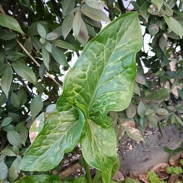 Arum italicum برگ