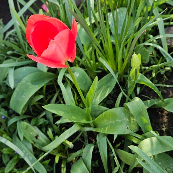 Tulipa agenensis Buveinė