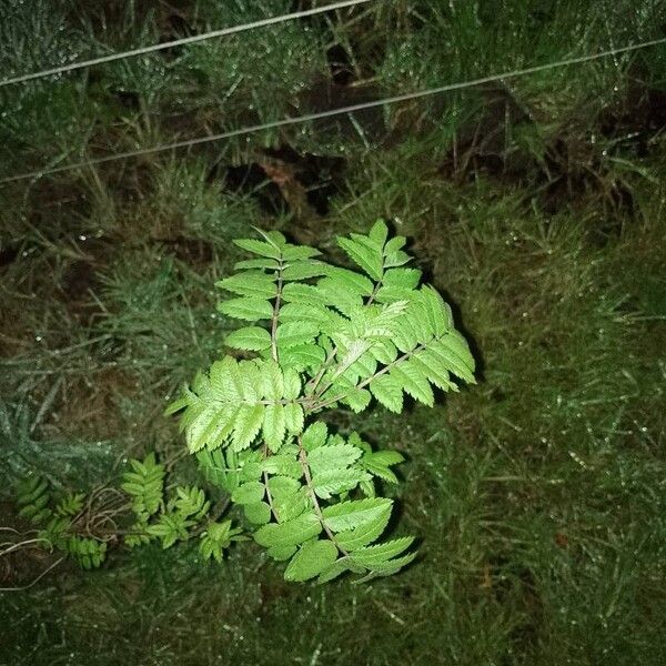 Sorbus aucuparia Leaf