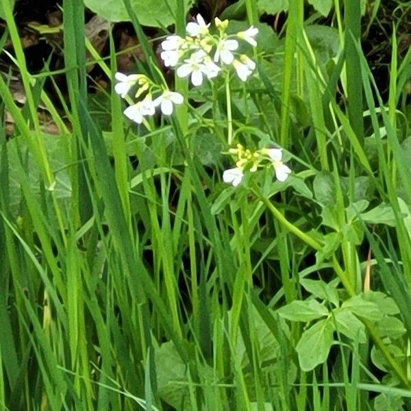 Cardamine amara Kvet