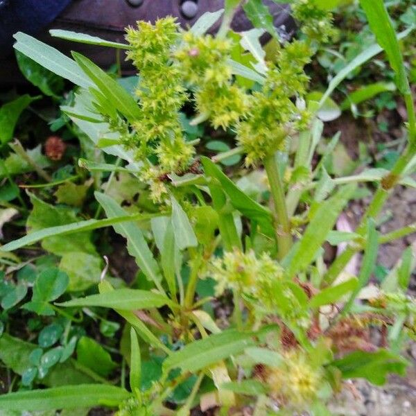 Rumex maritimus Hedelmä