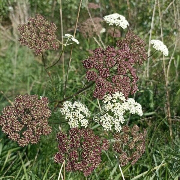 Seseli annuum Flor