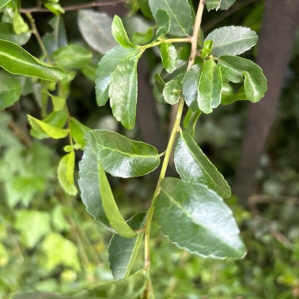 Ilex vomitoria Feuille