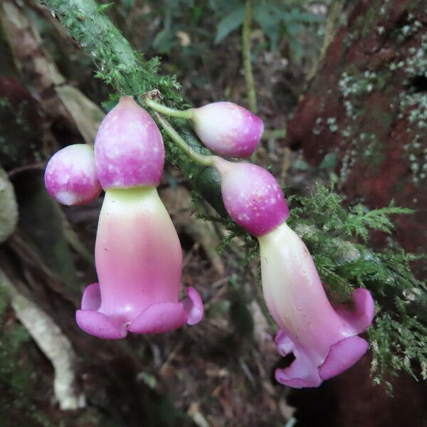 Schlegelia nicaraguensis Flor