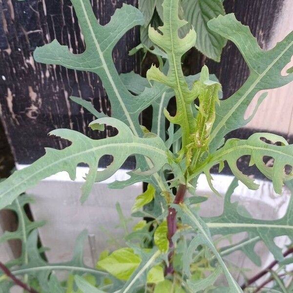 Lactuca canadensis Blad