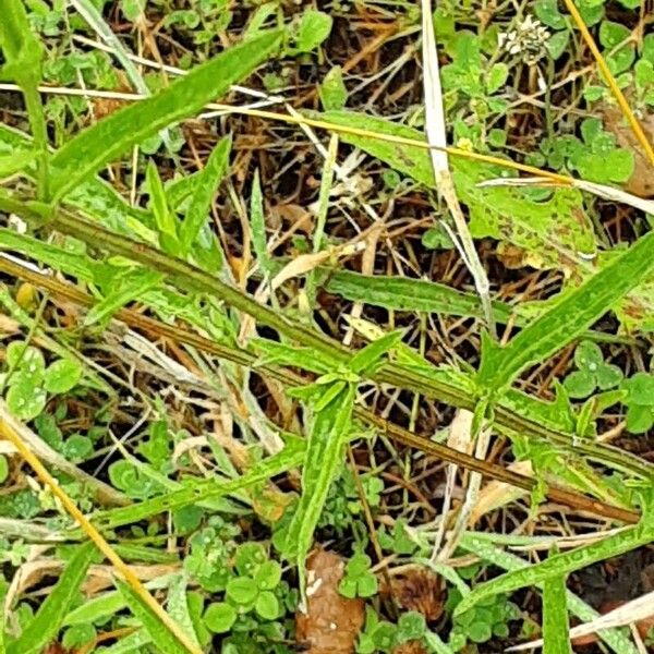 Centaurea jacea Hoja