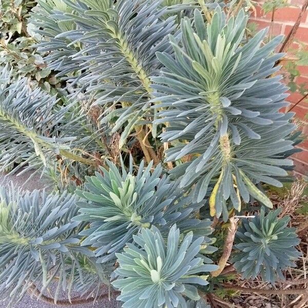 Euphorbia characias Deilen