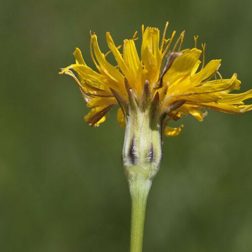 Microseris cuspidata Õis