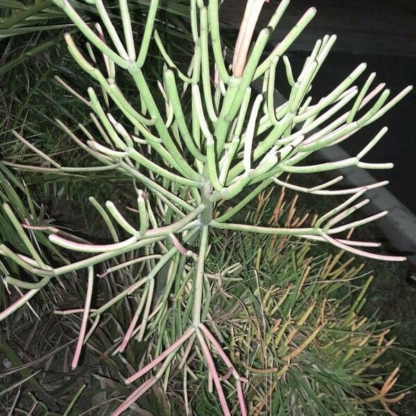 Euphorbia tirucalli Blad