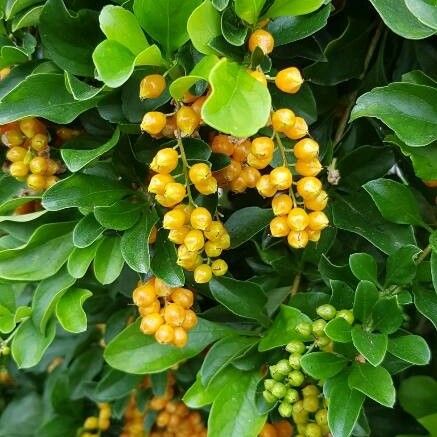 Duranta erecta Fruit