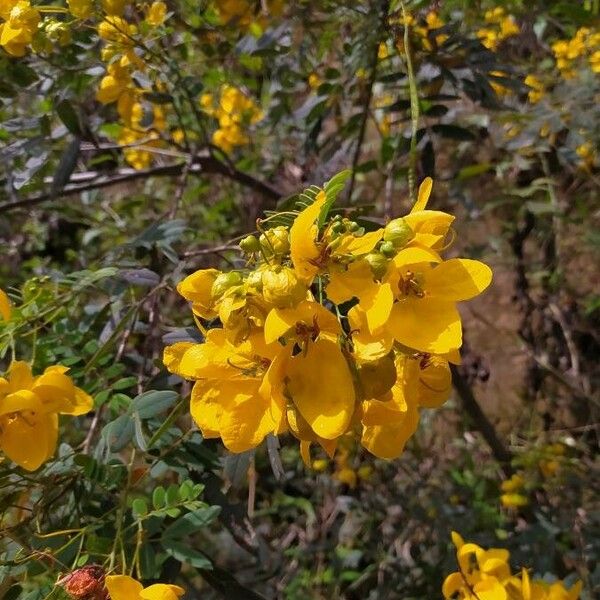 Senna multiglandulosa Kwiat