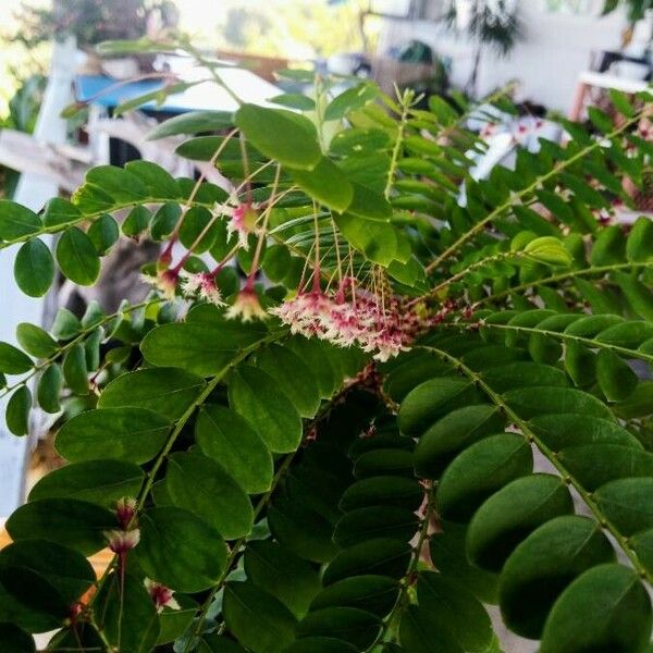 Phyllanthus pulcher Flor