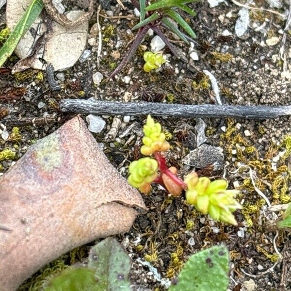 Sedum cespitosum ശീലം