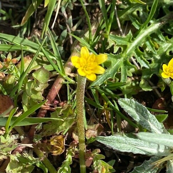 Hyoseris scabra 花