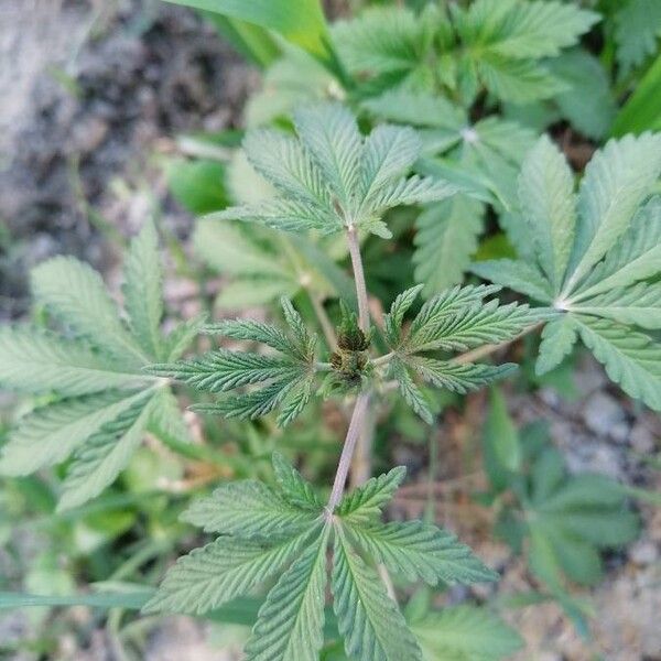 Cannabis sativa Blüte