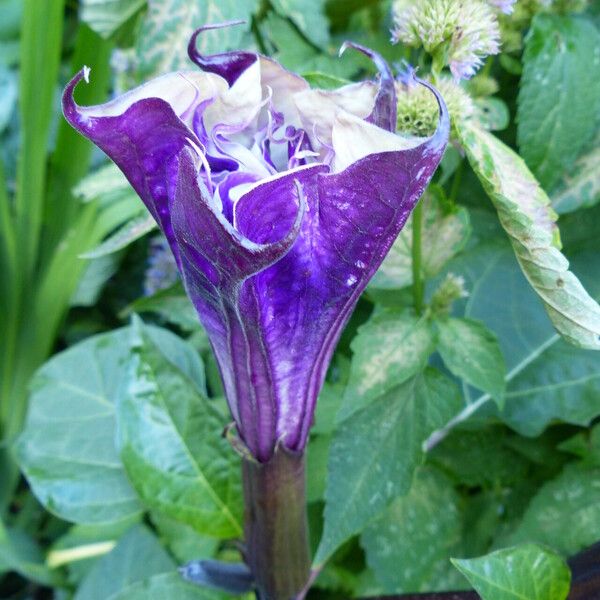 Datura metel Flower