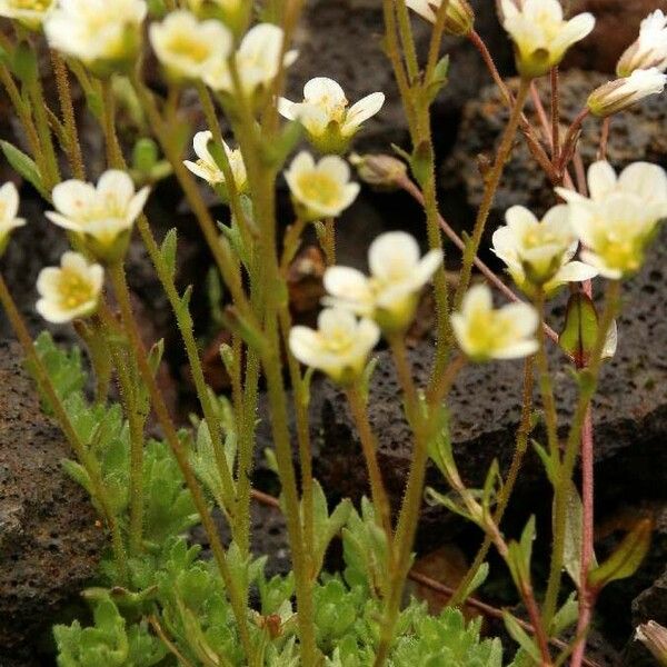 Saxifraga cespitosa 整株植物