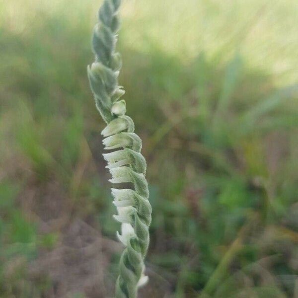 Spiranthes spiralis Flower