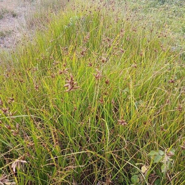 Bolboschoenus maritimus Habit