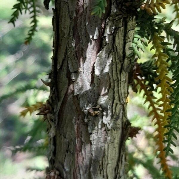 Pilgerodendron uviferum Bark