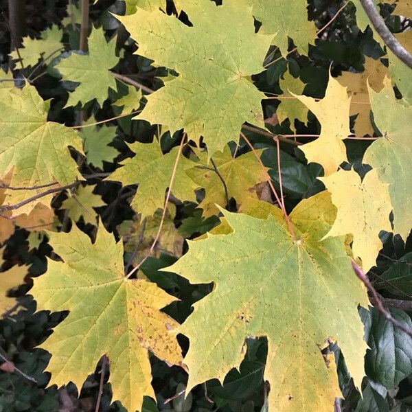 Acer platanoides Feuille