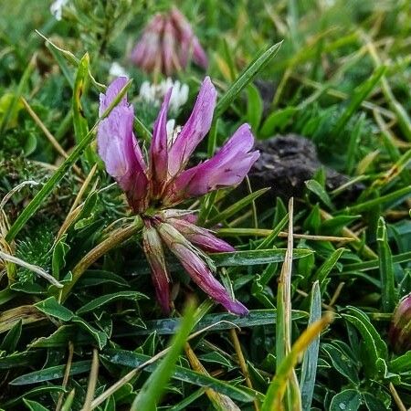 Trifolium alpinum Blüte