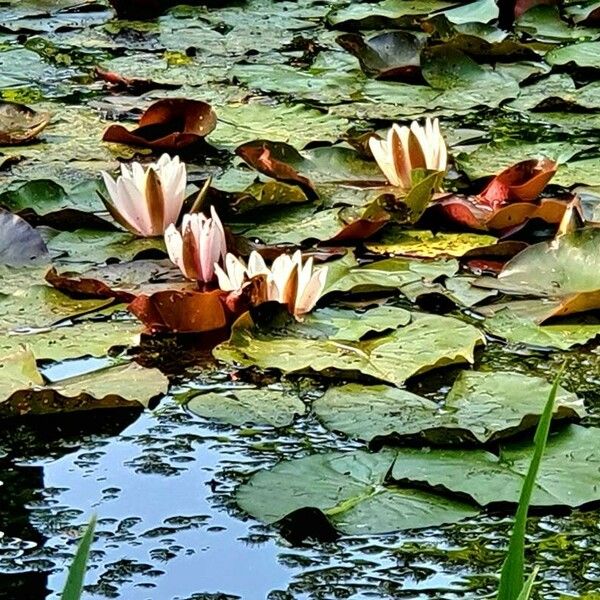 Nymphaea alba പുഷ്പം