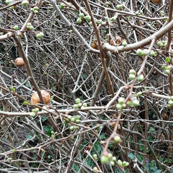 Chaenomeles × superba Costuma