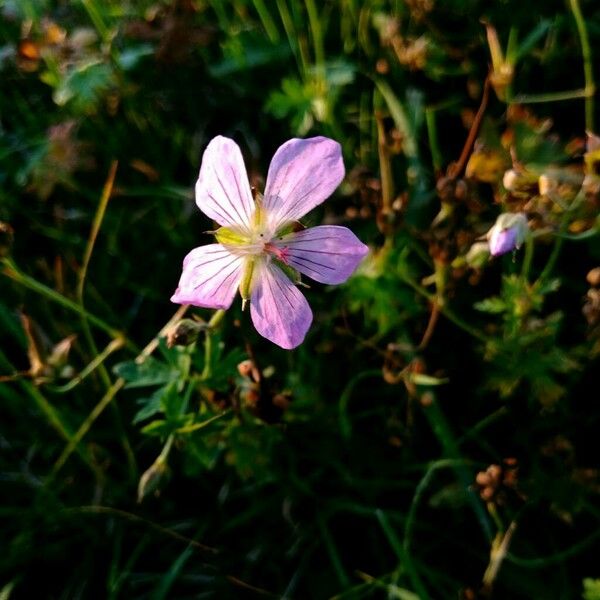 Geranium palustre Flower