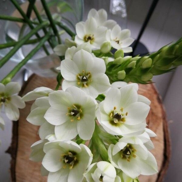 Ornithogalum thyrsoides 花