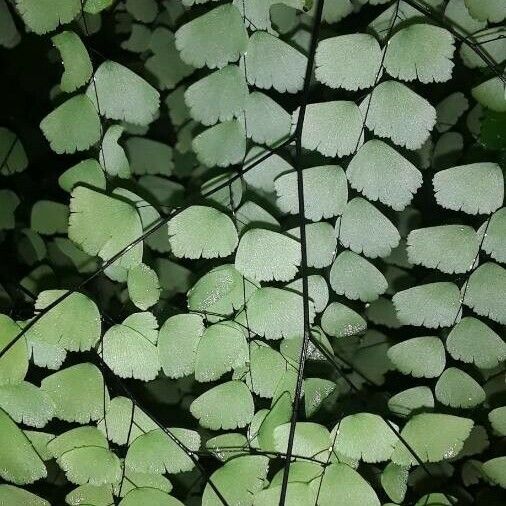 Adiantum capillus-veneris Frunză