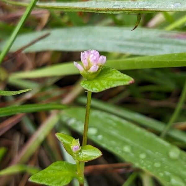 Persicaria nepalensis Кветка