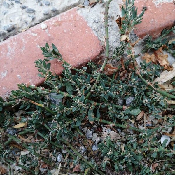 Polygonum arenastrum Bloem