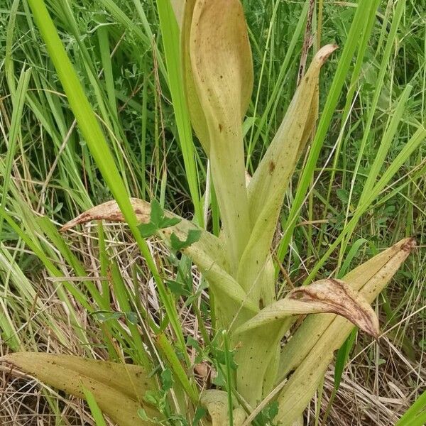 Himantoglossum adriaticum Leaf