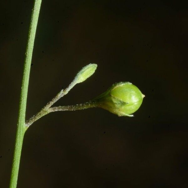 Schwenckia americana Fruchs