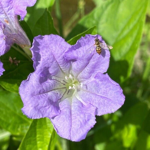 Ruellia strepens Floro