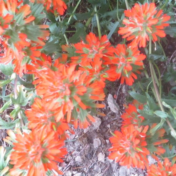 Castilleja hispida Blodyn