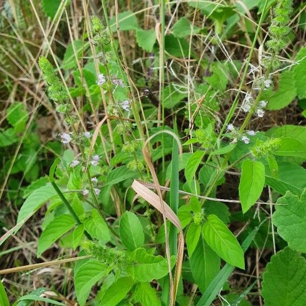 Ocimum × africanum Flower