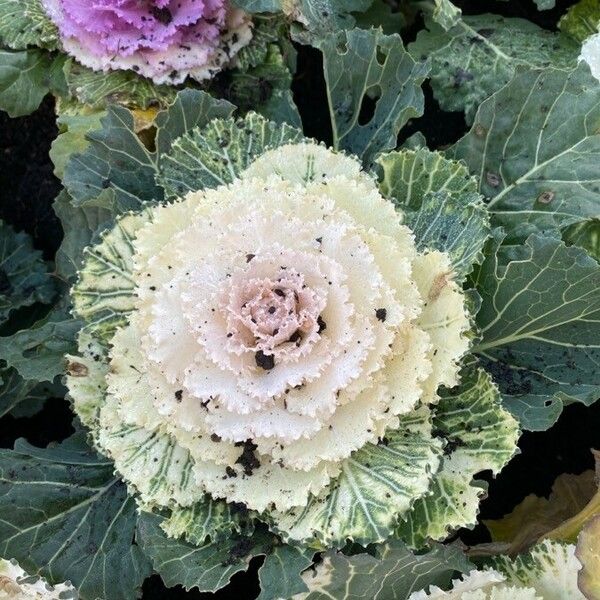 Brassica oleracea Flor