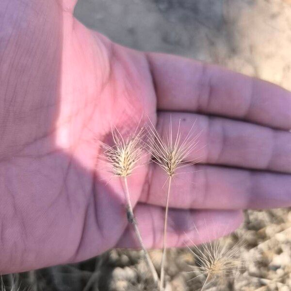 Hordeum marinum Leaf