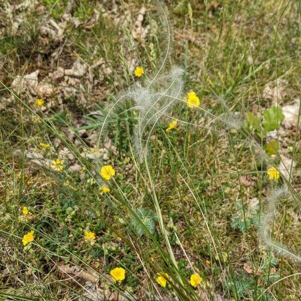 Stipa pennata Blomst