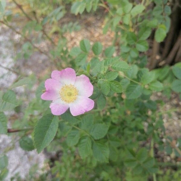 Rosa rubiginosa Flower