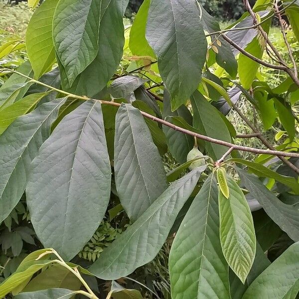 Asimina triloba Blad